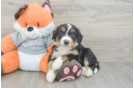 Mini Bernedoodle Pup Being Cute