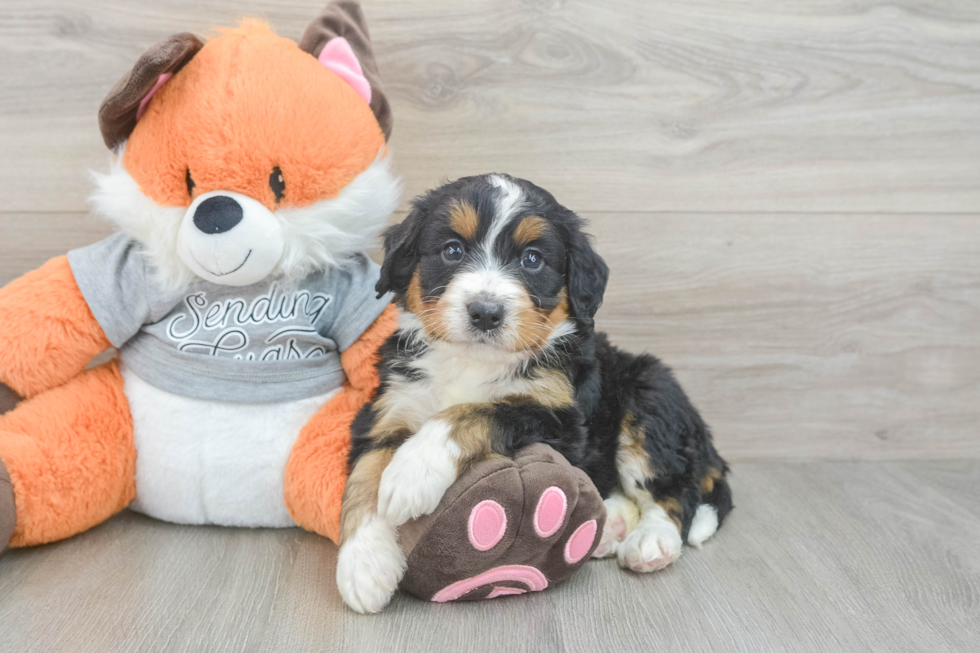 Mini Bernedoodle Pup Being Cute