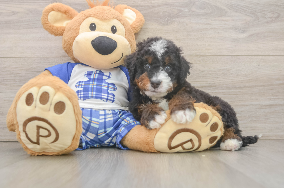 5 week old Mini Bernedoodle Puppy For Sale - Windy City Pups