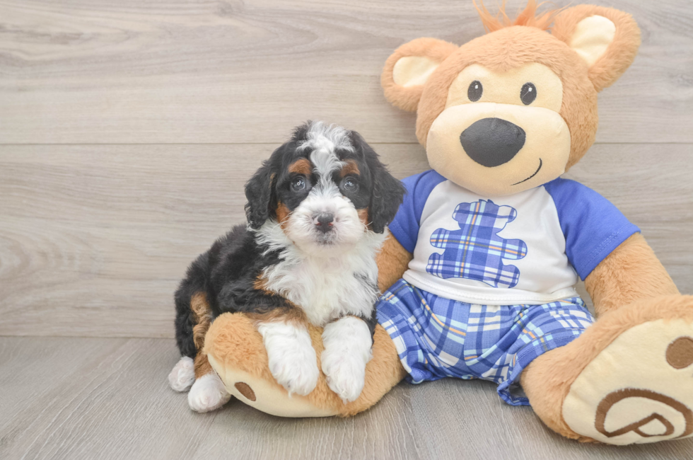 5 week old Mini Bernedoodle Puppy For Sale - Windy City Pups