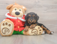 6 week old Mini Bernedoodle Puppy For Sale - Windy City Pups