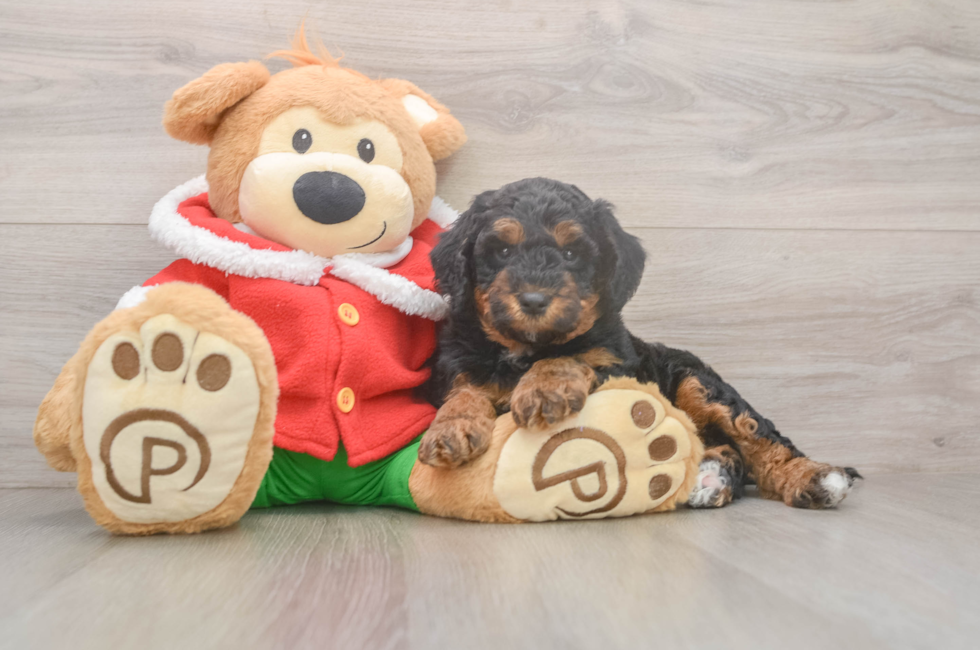 6 week old Mini Bernedoodle Puppy For Sale - Windy City Pups