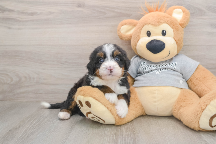 Best Mini Bernedoodle Baby