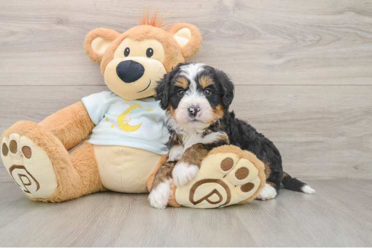 Petite Mini Bernedoodle Poodle Mix Pup