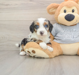 7 week old Mini Bernedoodle Puppy For Sale - Windy City Pups