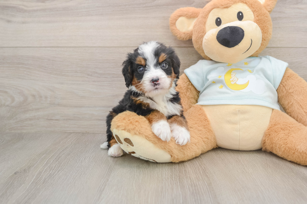 Best Mini Bernedoodle Baby