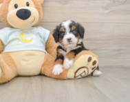 5 week old Mini Bernedoodle Puppy For Sale - Windy City Pups