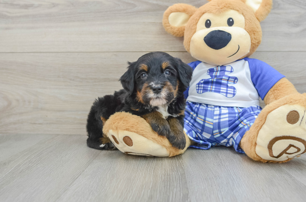 6 week old Mini Bernedoodle Puppy For Sale - Windy City Pups