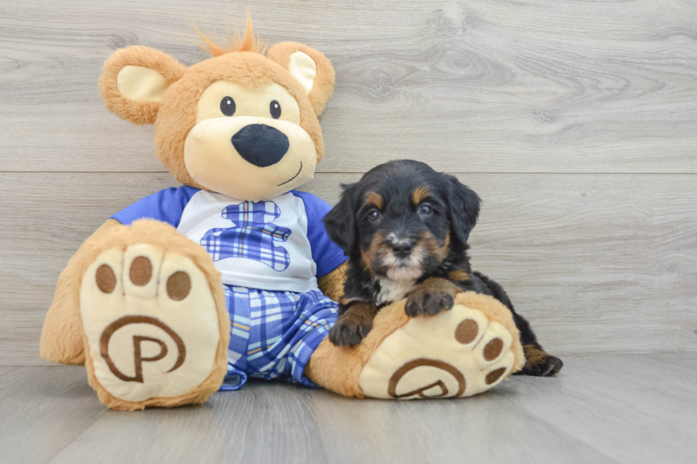 Mini Bernedoodle Puppy for Adoption