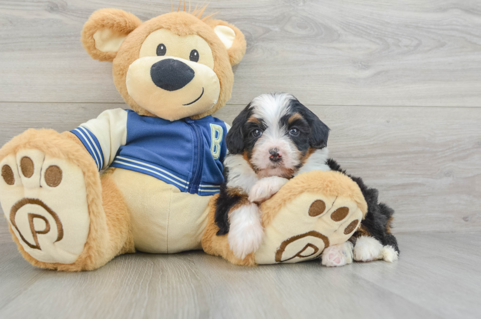 6 week old Mini Bernedoodle Puppy For Sale - Windy City Pups