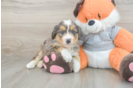 Adorable Mini Bernesedoodle Poodle Mix Puppy