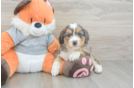 Little Mini Bernese Poodle Poodle Mix Puppy