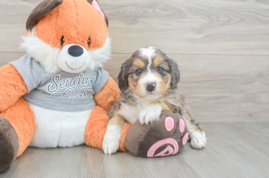 Little Mini Bernese Poodle Poodle Mix Puppy