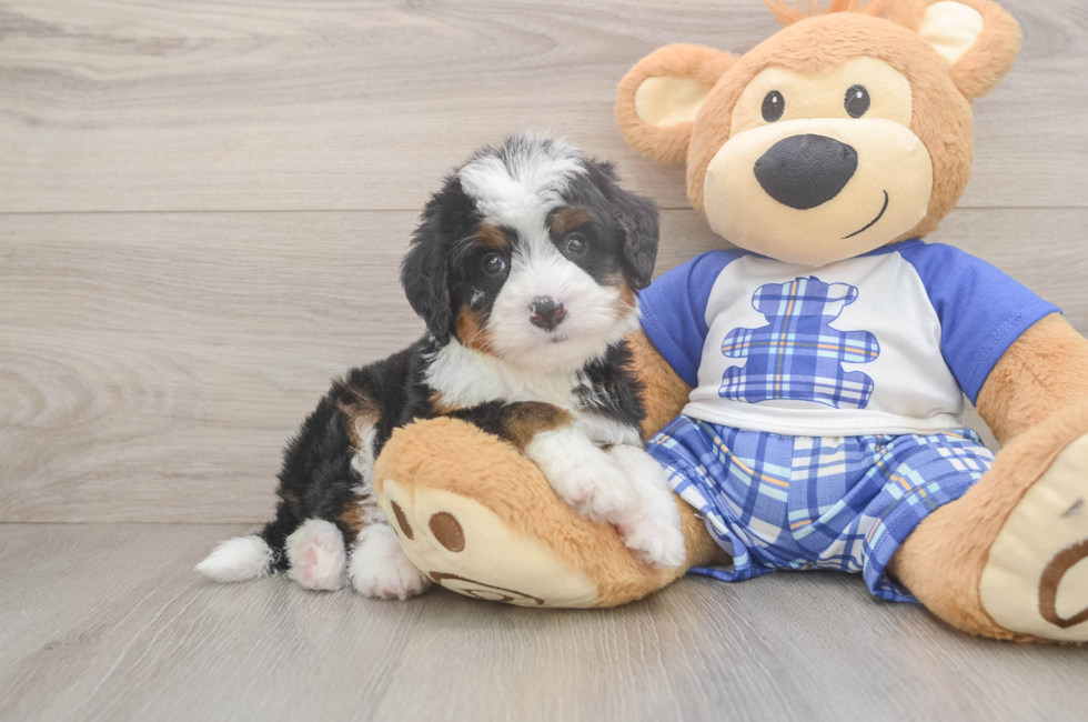 5 week old Mini Bernedoodle Puppy For Sale - Windy City Pups