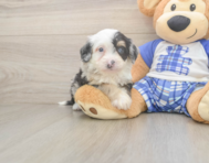 6 week old Mini Bernedoodle Puppy For Sale - Windy City Pups