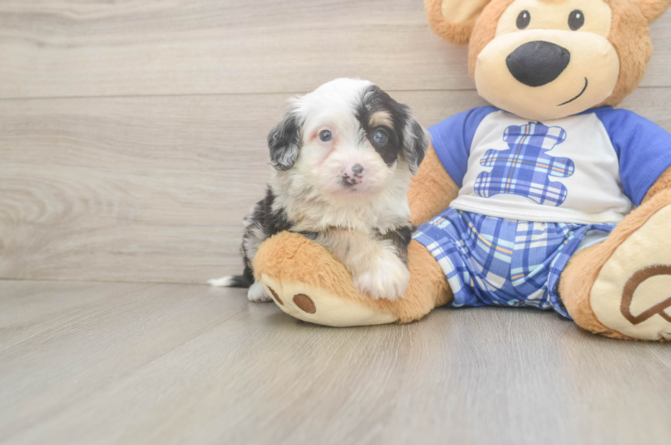 6 week old Mini Bernedoodle Puppy For Sale - Windy City Pups