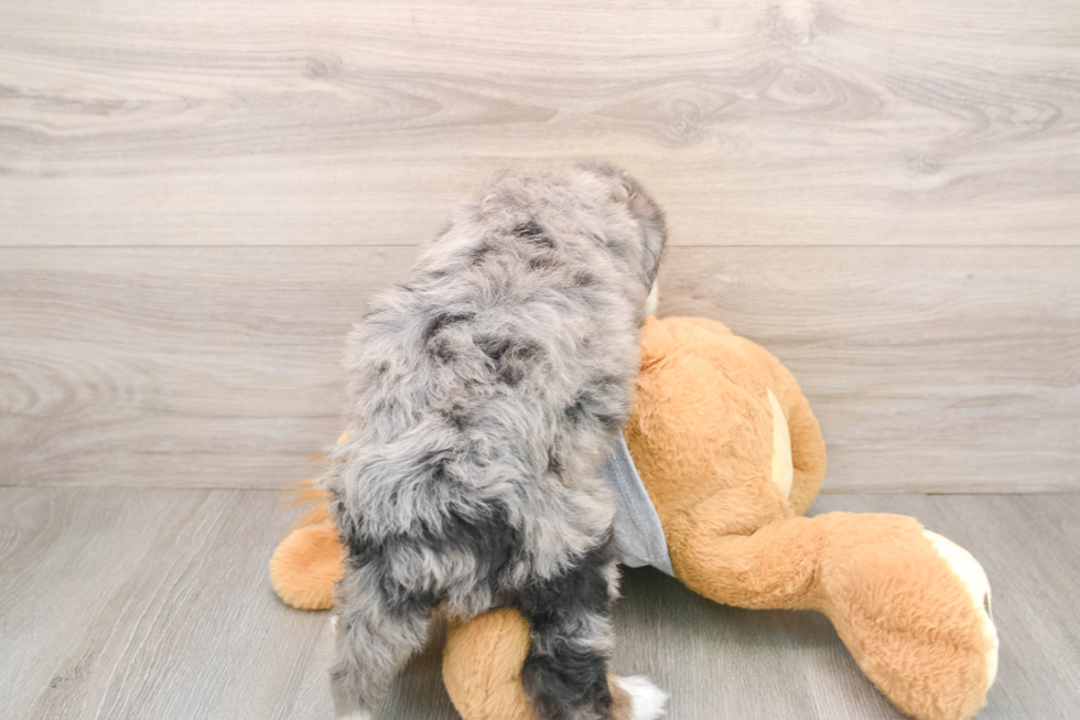 Mini Bernedoodle Pup Being Cute