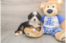 Mini Bernedoodle Pup Being Cute