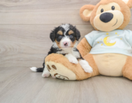 5 week old Mini Bernedoodle Puppy For Sale - Windy City Pups