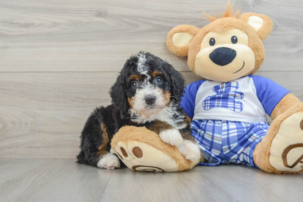 Funny Mini Bernedoodle Poodle Mix Pup