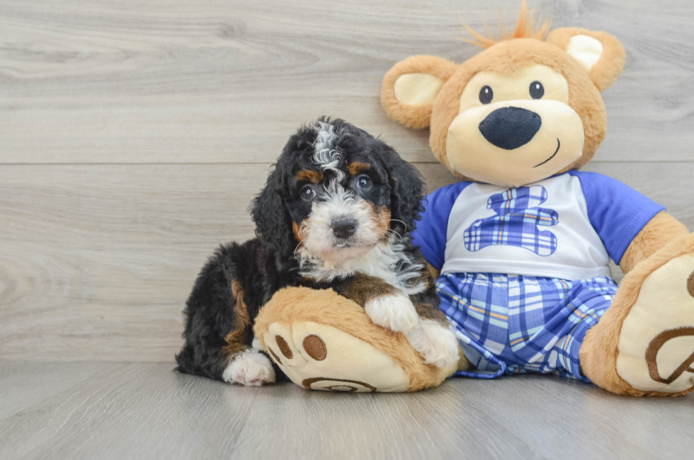 6 week old Mini Bernedoodle Puppy For Sale - Windy City Pups