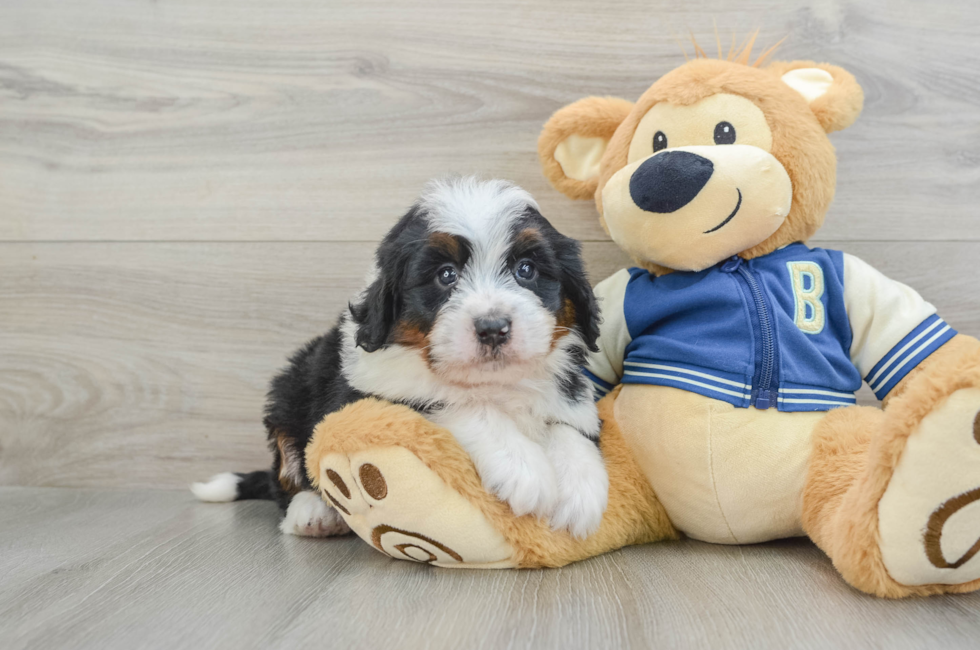 6 week old Mini Bernedoodle Puppy For Sale - Windy City Pups