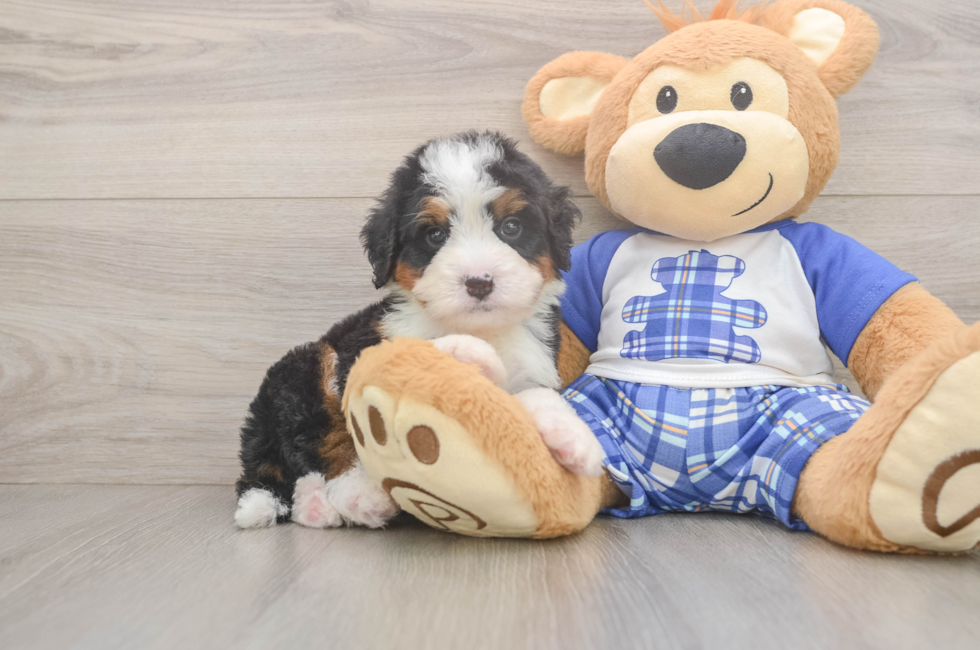 5 week old Mini Bernedoodle Puppy For Sale - Windy City Pups