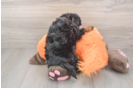 Best Mini Bernedoodle Baby