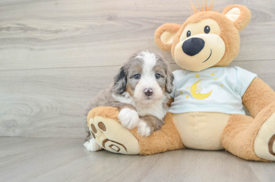 Fluffy Mini Bernedoodle Poodle Mix Pup