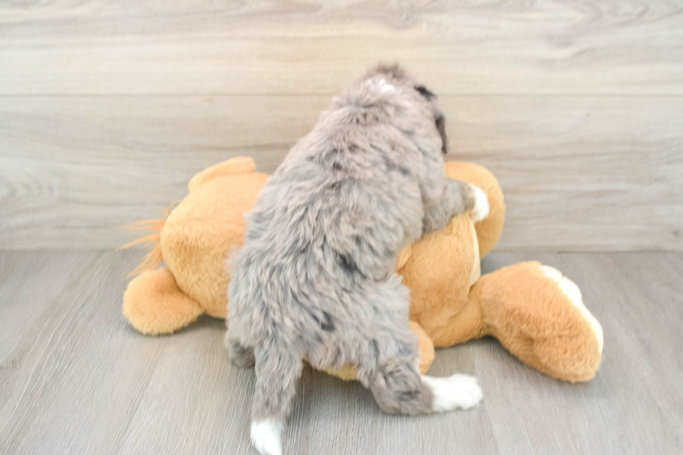 Sweet Mini Bernedoodle Baby