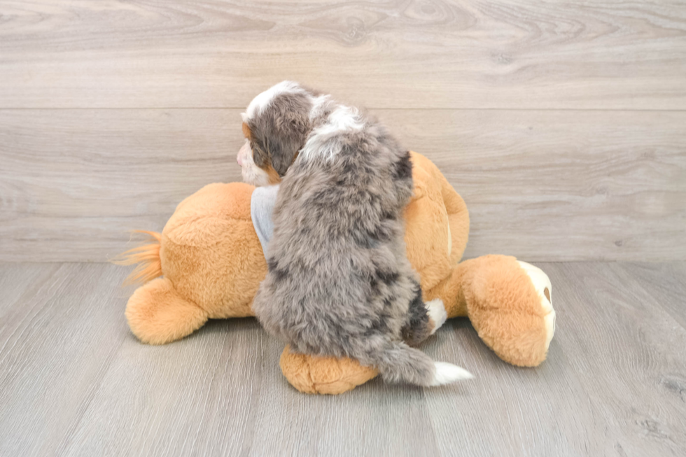 Smart Mini Bernedoodle Poodle Mix Pup