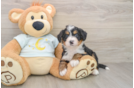 Fluffy Mini Bernedoodle Poodle Mix Pup