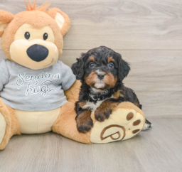 7 week old Mini Bernedoodle Puppy For Sale - Windy City Pups