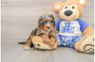 Energetic Bernese Doodle Poodle Mix Puppy