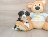 6 week old Mini Bernedoodle Puppy For Sale - Windy City Pups