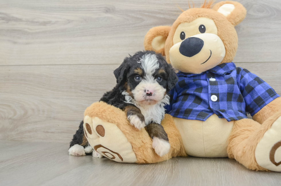 7 week old Mini Bernedoodle Puppy For Sale - Windy City Pups