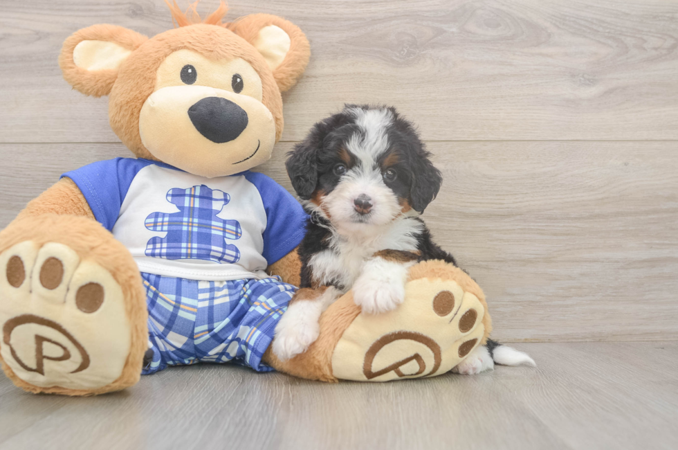 5 week old Mini Bernedoodle Puppy For Sale - Windy City Pups
