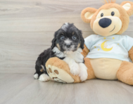 7 week old Mini Bernedoodle Puppy For Sale - Windy City Pups