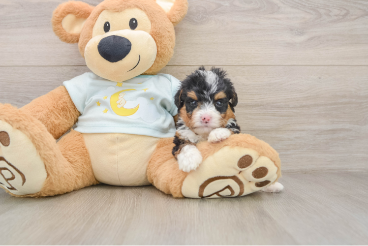 Cute Mini Bernedoodle Baby
