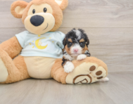 6 week old Mini Bernedoodle Puppy For Sale - Windy City Pups