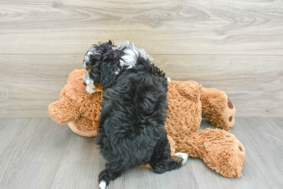 Mini Bernedoodle Puppy for Adoption