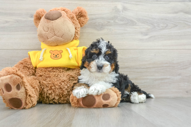 Mini Bernedoodle Puppy for Adoption