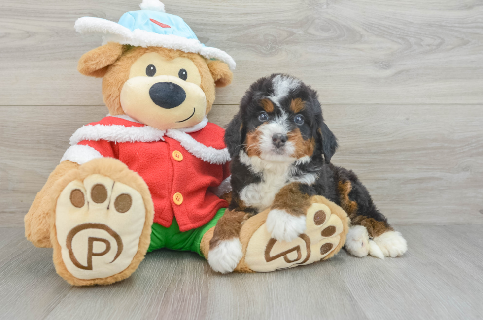 6 week old Mini Bernedoodle Puppy For Sale - Windy City Pups