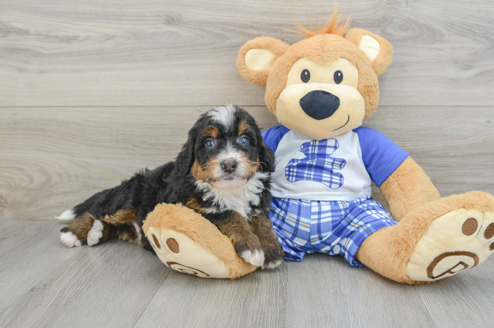 6 week old Mini Bernedoodle Puppy For Sale - Windy City Pups