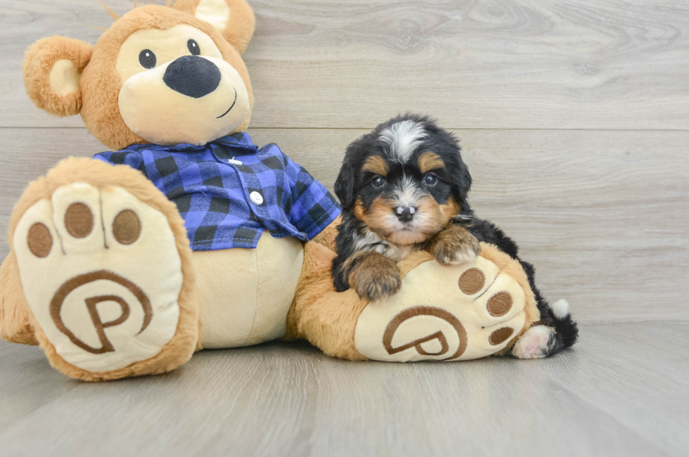 7 week old Mini Bernedoodle Puppy For Sale - Windy City Pups