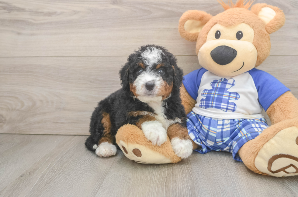 5 week old Mini Bernedoodle Puppy For Sale - Windy City Pups