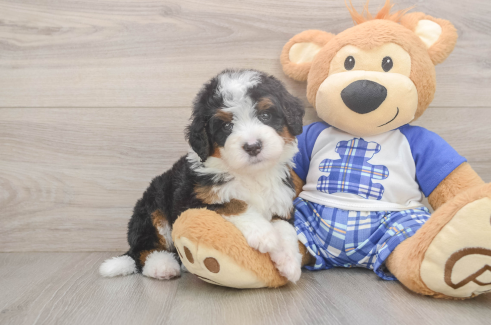 5 week old Mini Bernedoodle Puppy For Sale - Windy City Pups