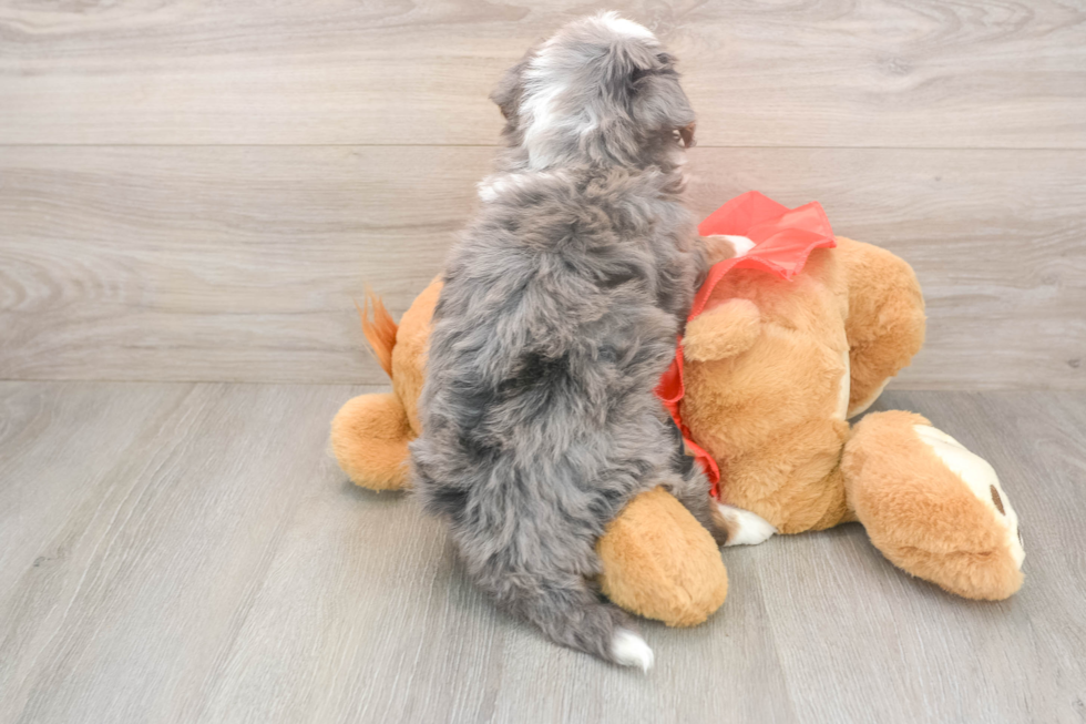 Mini Bernedoodle Pup Being Cute