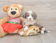 5 week old Mini Bernedoodle Puppy For Sale - Windy City Pups