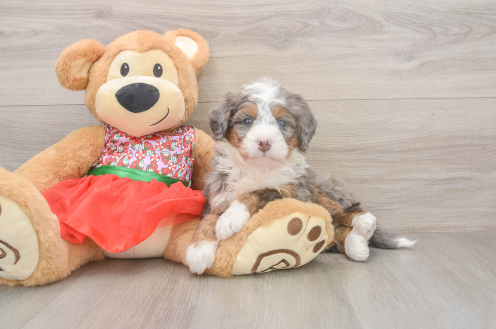 5 week old Mini Bernedoodle Puppy For Sale - Windy City Pups